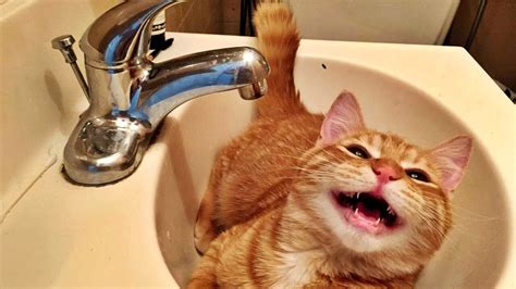 Funny Cat Pictures For Kids