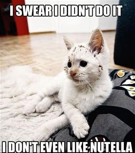 Funny Cat Pictures With Captions