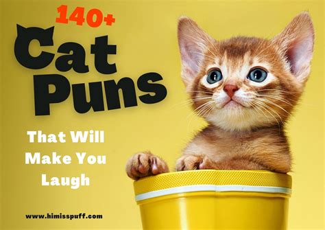 Funny Cat Pictures With Words