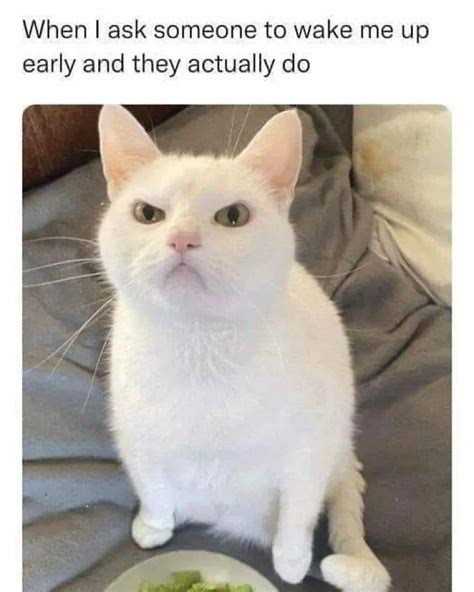 Funny Cat Posts