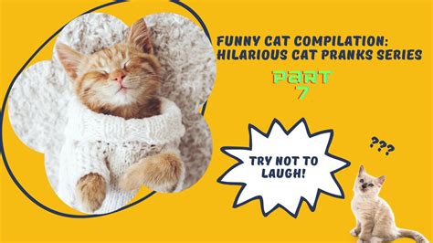 Funny Cat Pranks