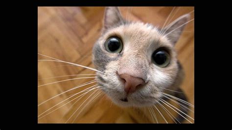 Funny Cat References