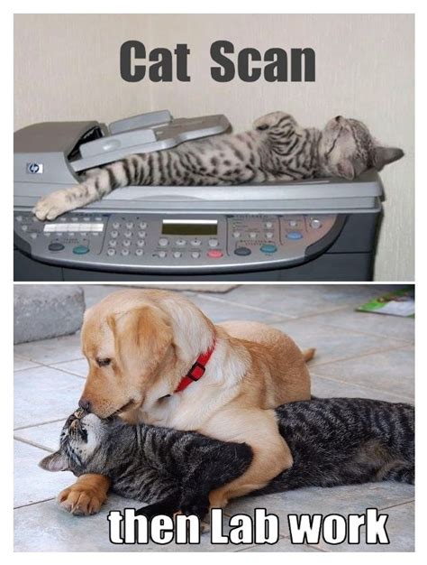 Funny Cat Scan Meme