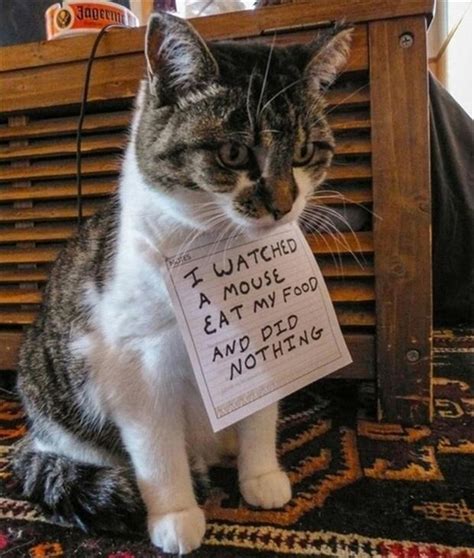 Funny Cat Shaming