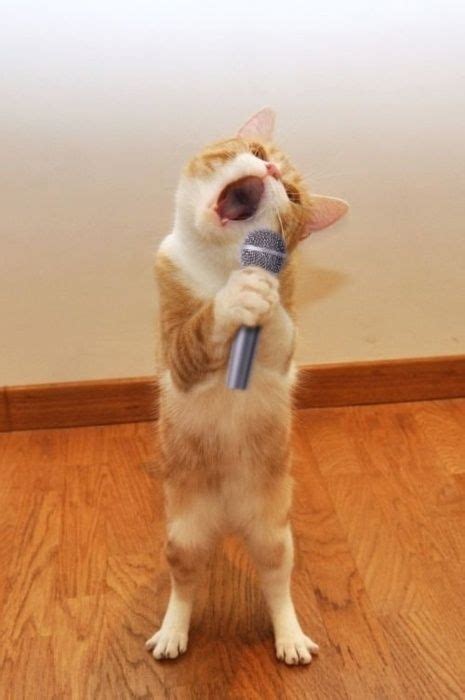 Funny Cat Singing