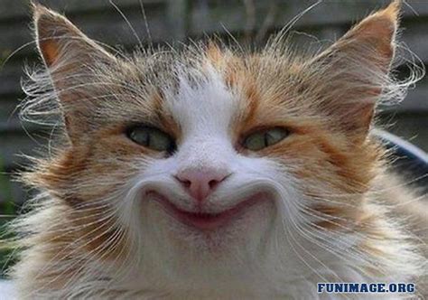 Funny Cat Smile