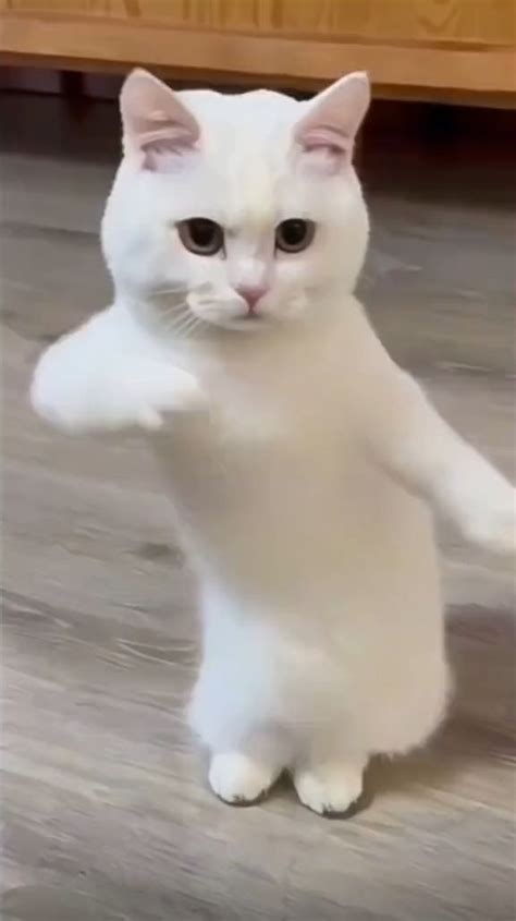 Funny Cat Videos Dancing