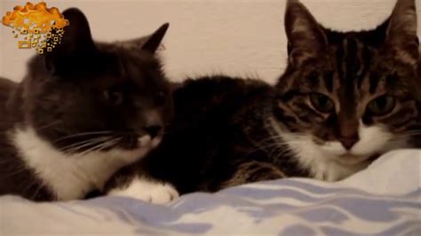 Funny Cat Voice Over