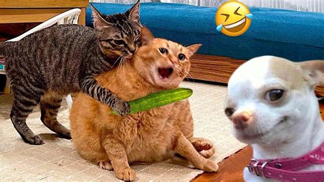 Funny Cats And Dogs