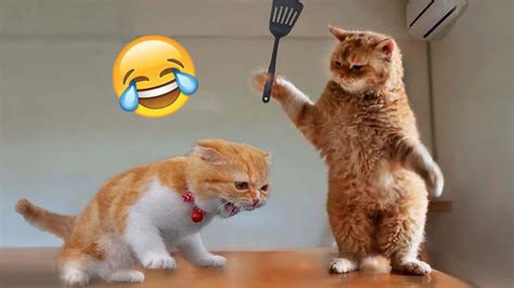 Funny Cats Pictures Video
