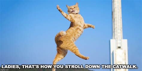 Funny Catwalk Meme