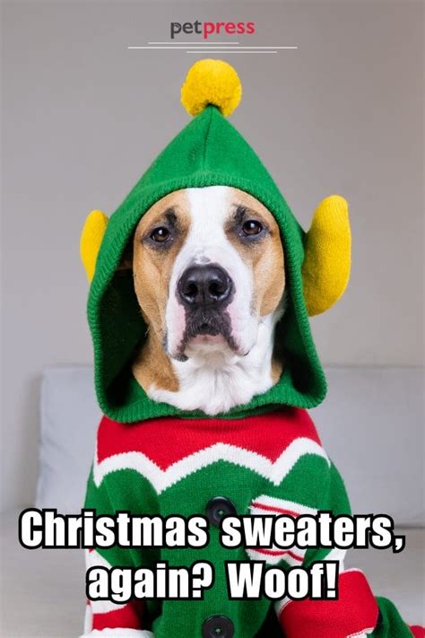 Funny Christmas Memes With Dogs