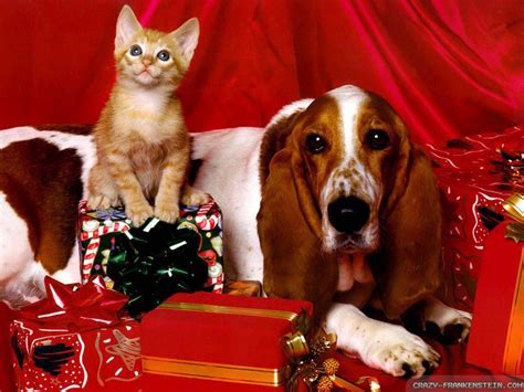 Funny Christmas Puppies And Kittens Wallpaper