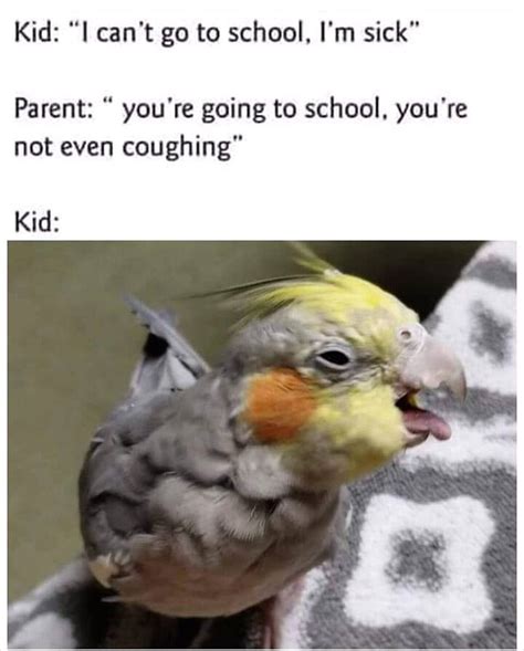 Funny Clean Birb Memes