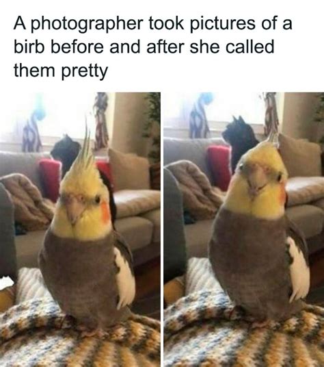 Funny Clean Bird Memes