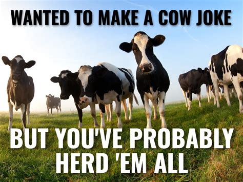 Funny Clean Cow Memes