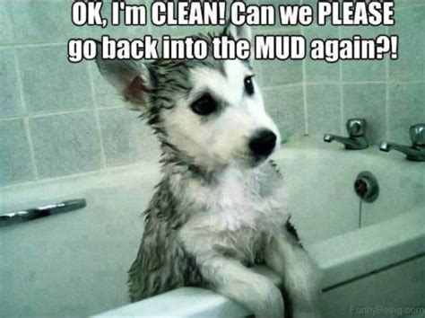 Funny Clean Dog Memes