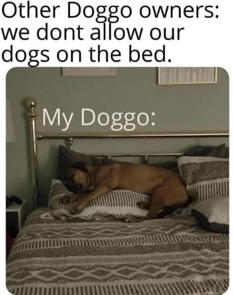 Funny Clean Doggo Memes