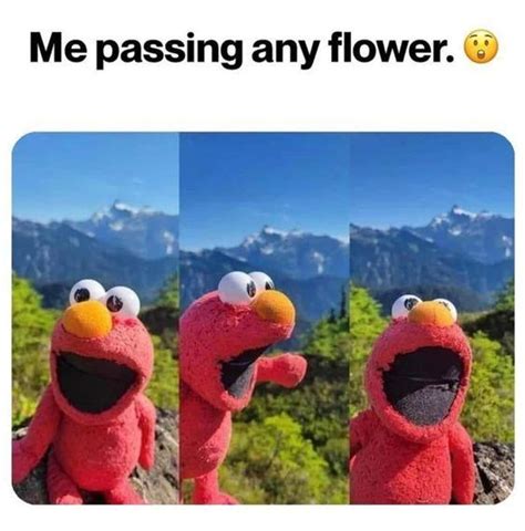 Funny Clean Elmo Memes