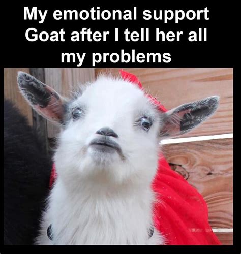 Funny Clean Goat Memes