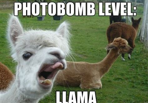 Funny Clean Llama Memes