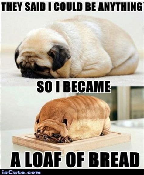 Funny Clean Pug Memes