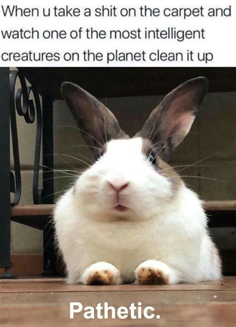 Funny Clean Rabbit Memes