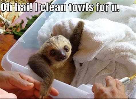 Funny Clean Sloth Memes