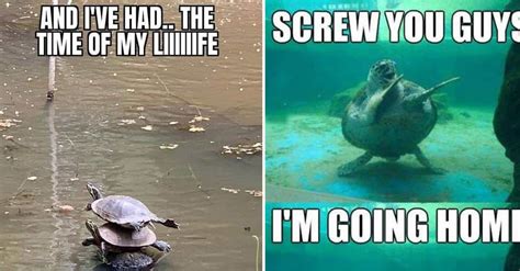 Funny Clean Turtle Memes