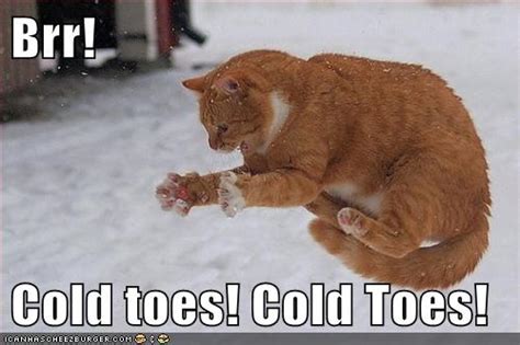 Funny Cold Cat Meme