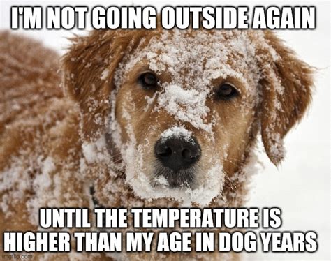 Funny Cold Dog Meme