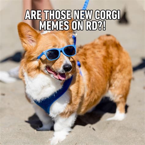 Funny Corgi Dog Meme