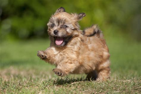 Cute and Funny Newborn Puppy. Small Breed Dog Isolated on White