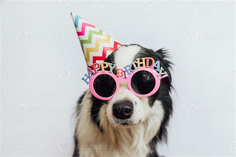 Funny Cute Puppies Happy Birthday Images