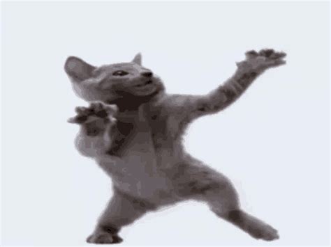 Funny Dancing Cat Gifs