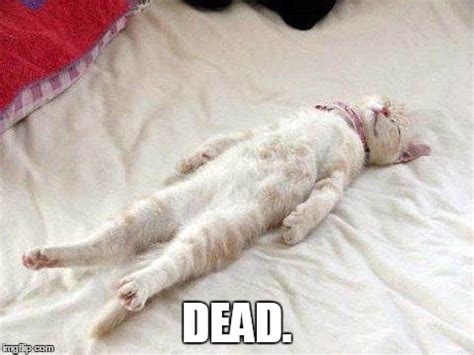 Funny Dead Cat Pics