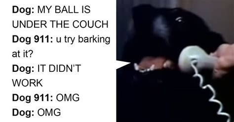 Funny Dog 911 Call