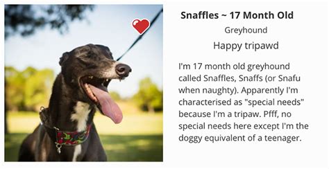 Funny Dog Adoption Profiles