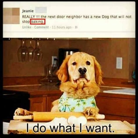 Funny Dog Baking Meme