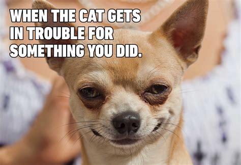 Funny Dog Cat Meme
