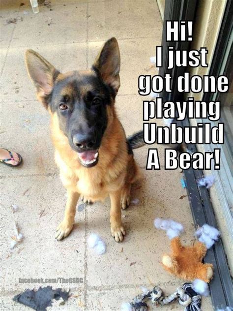Funny Dog Chewing Meme