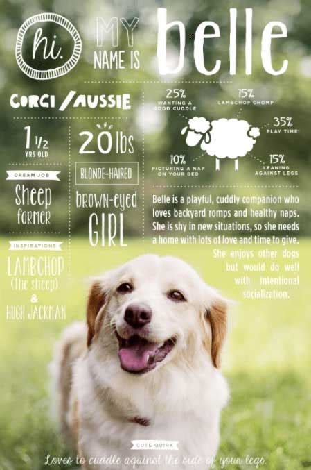 Funny Dog Descriptions For Adoption