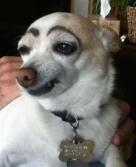 Funny Dog Eyebrows