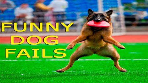 Funny Dog Fails