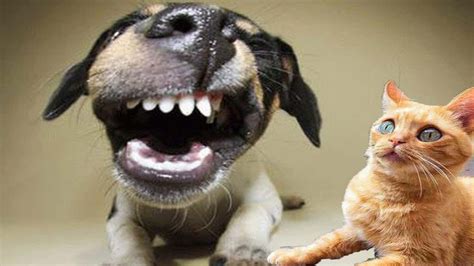 Funny Dog For Cat