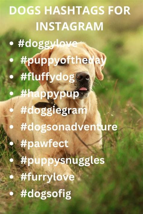 Funny Dog Hashtags