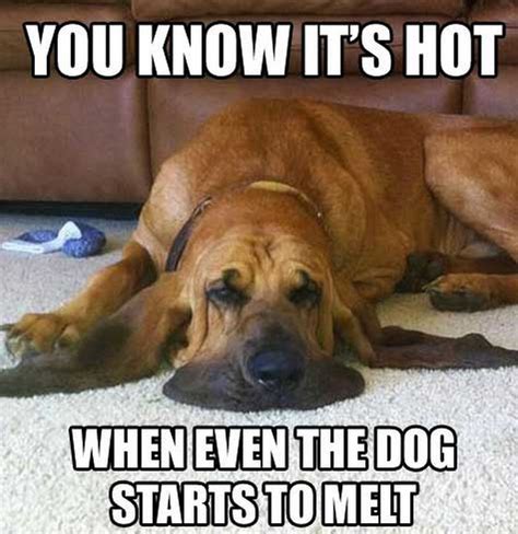 Funny Dog In Heat Meme