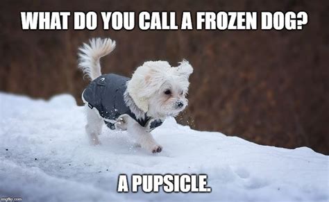 Funny Dog In Snow Meme