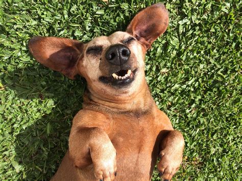 Funny Dog Jpg