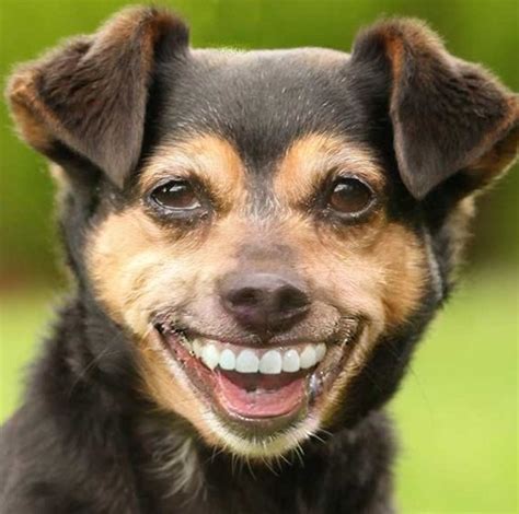 Funny Dog Meme Teeth